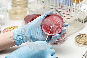 Lab technician hand planting a petri dish