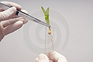 A lab technician holding a corn specimen