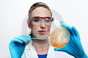 Lab technician holding petri dish with bacterial colonies of Streptococcus agalactiae in the microbiology laboratory