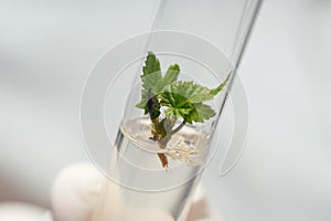 A lab technician holding a test tube with a corn specimen