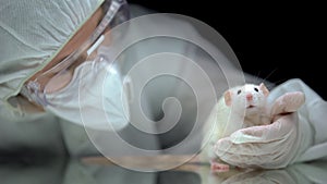 Lab worker screening rat behavior after experiment, illegal animal testing