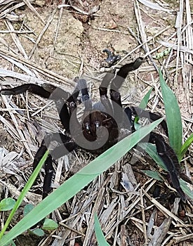 Laba-laba tarantula beracun berbahaya serangga