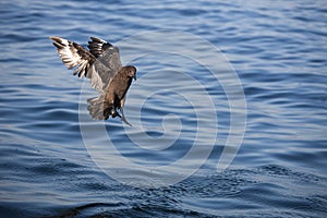 LABBE ANTARCTIQUE catharacta antarctica