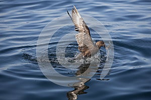 LABBE ANTARCTIQUE catharacta antarctica