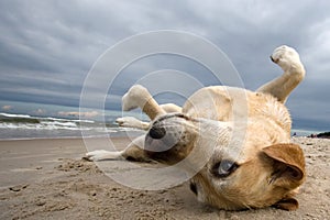 Labby on the beach