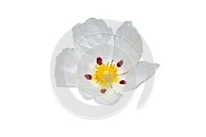 Labdanum or cistus ladanifer white spotted flower isolated on white. Transparent png additional format photo