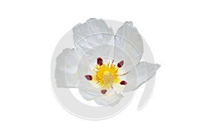 Labdanum or cistus ladanifer white spotted flower isolated on white. Transparent png additional format