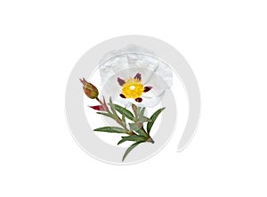 Labdanum or gum rockrose flower, bud and leaves isolated on white photo