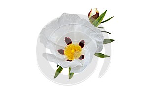 Labdanum or gum rockrose flower and leaves isolated on white
