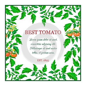 Label or banner with red ripe tomato fruits, green leaves. square tomato composition with branches, fruits, yellow