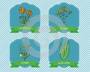 Label templates with plants - calendula, jojoba , aloe vera, tutsan.