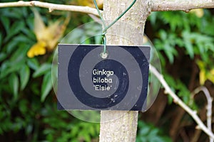 Label on a young Ginkgo Biloba tree