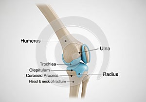 Labeled 3D anatomical illustration of the