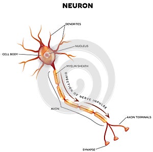 Labeled diagram of the neuron