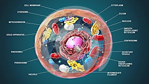 Labeled eukaryotic cell, nucleus and organelles and plasma membrane