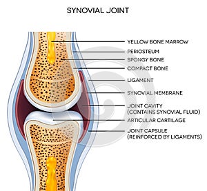 Labeled joint anatomy