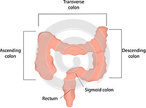 Labeled Large Intestine photo