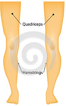 Labeled Muscles of the Legs Diagram
