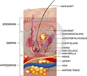 Labeled Skin and hair anatomy