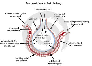 Labelled diagram of the alveolus in the lungs photo