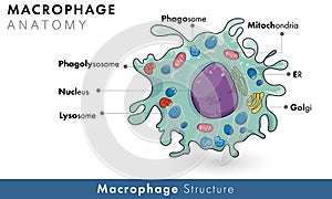 Labelled diagram of human macrophage derived from monocyte of immune cells vector illustration