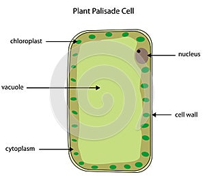 Labelled diagram of plant palisade cell photo
