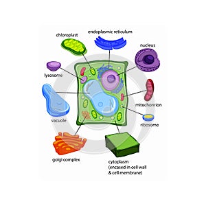 Labelled diagrams of typical plant cells with editable layers.