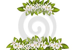 Labels of Cosmetic Skin Care Product design.Vector illustration.Realistic orange flowering branch, leaves, neroli flowers