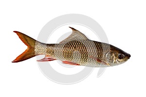 Labeo rohita fish isolated on white background