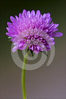 labiate mentha aquatica violet