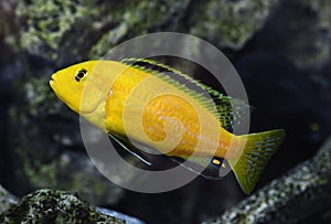 Labidochromis caeruleus