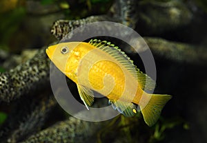 Labidochromis caeruleus