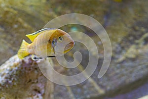 Labidochromis caeruleus