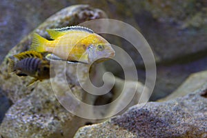 Labidochromis caeruleus