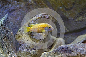 Labidochromis caeruleus