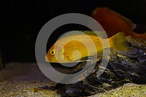 Labidochromis caeruleus, neon glowing orange Malawi mbuna cichlid swim over stone bottom, popular ornamental species