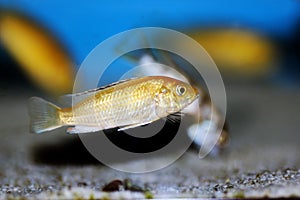 Electric Yellow Afican Cichlid - Labidochromis caeruleus