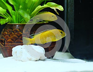 Labidochromis caeruleus Yellow photo