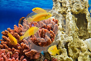 Labidochromis caeruleus yellow (Ð¡Ñ‚Ð°Ð¹ÐºÐ° Ð»Ð°Ð±Ð¸Ð´Ð¾Ñ…Ñ€Ð¾