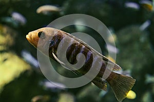 Labidochromis chisumulae cichlid fish swims underwater