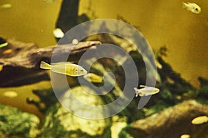 Labidochromis elou or labidochromis cerulius yellow Labidochromis caeruleus floating in water among stones