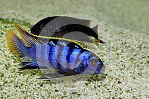 Labidochromis sp. Mbamba photo