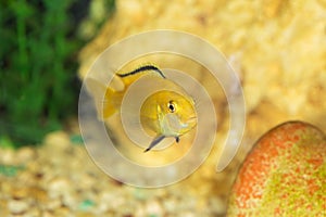Labidochromis yellow in aquarium