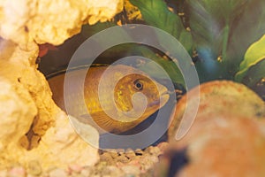 Labidochromis yellow in aquarium water