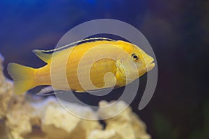 Labidochromis yellow closeup