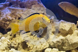 Labidochromis yellow in water