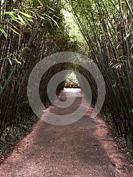 Labirinto della Masone. The biggest bamboo labyrinth in the world. Parma, Italy