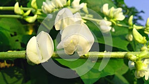 Lablab purpureus bean flowers stock