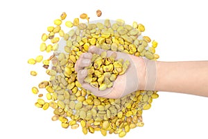 Lablab purpureus bean on hand