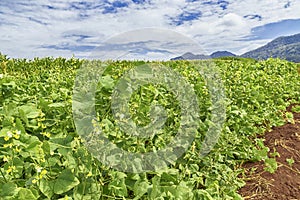 The Lablab purpureus